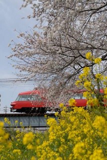 大山寺〜徳重の桜と名鉄電車