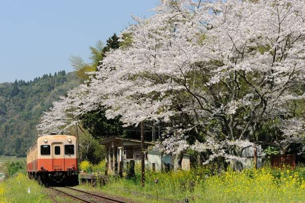 小湊鉄道 上総大久保の桜 臨zawa混合列車